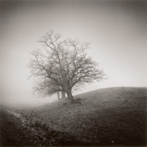 LISA TYSON ENNIS
Fallen Fruit
edition of 40
toned silver print, 14 x 14 inches
$1200