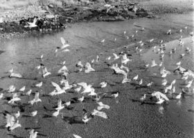 BERENICE ABBOTT Flats in Prospect Harbor, c. 1966, vintage silver gelatin photograph, 10 x 10 inches