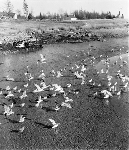 BERENICE ABBOTT Flats in Prospect Harbor, c. 1966, vintage silver gelatin photograph, 10 x 10 inches