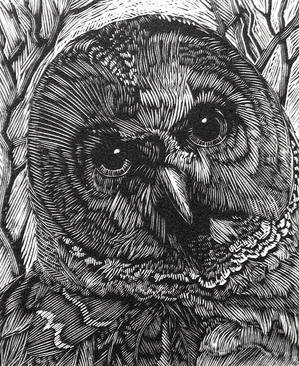 SIRI BECKMAN Barred Owl, wood engraving, 3 x 2.75 inches