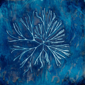 LISA TYSON ENNIS
Algae II, Green Sea Fingers
unique cyanotype on paper, museum glass
28 x 28 inches
SOLD