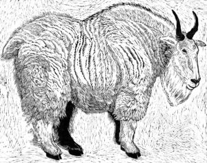 SIRI BECKMAN
Mountain Goat
woodcut, 19 x 24 inches
last in limited edition
$1800 framed