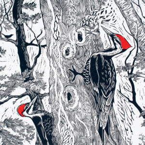 SIRI BECKMAN
Pileated Woodpecker
woodcut, 10 x 10 inches
limited edition of 50
$1000 framed