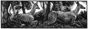 SIRI BECKMAN
Two Deer
wood engraving, 1.325 x 4.125 inches
limited edition of 100
$200