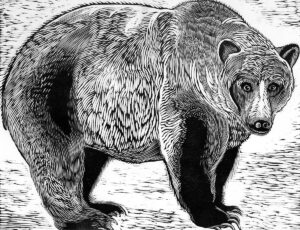 SIRI BECKMAN
Grizzly
woodcut, 20 x 26 inches
limited edition
$2000 framed