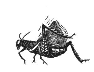 SIRI BECKMAN
Cricket
wood engraving, 1 x 1.625 inches
limited edition
$100