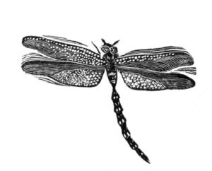SIRI BECKMAN
Dragonfly
wood engraving, 1.75 x 2.75 inches
limited edition
