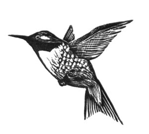 SIRI BECKMAN
Hummingbird
wood engraving, 1.5 x 2 inches
limited edition
$100