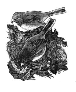 SIRI BECKMAN
Juncoes
wood engraving, 3 x 2.5 inches
limited edition of 100