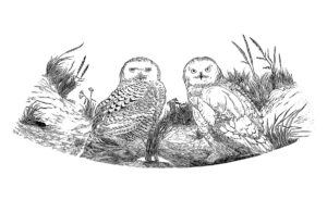 SIRI BECKMAN
Snowy Owls
wood engraving, 12.5 x 27 inches
limited edition of 50