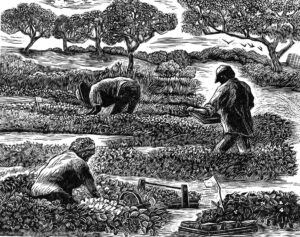 SIRI BECKMAN
Strawberry Pickers
framed wood engraving, 4 x 5 inches
limited edition of 50
$400
